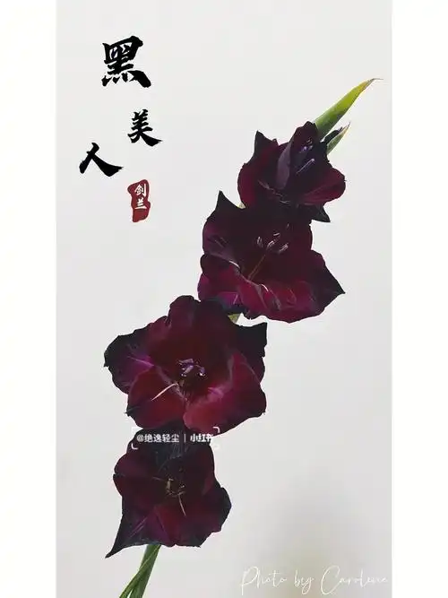 黑美人blackbeauty