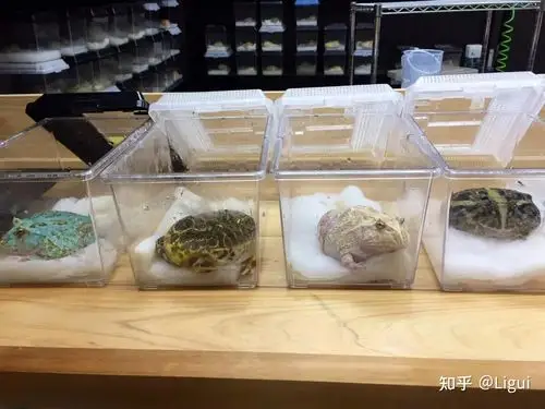 角蛙饲养 (二)之环境布置