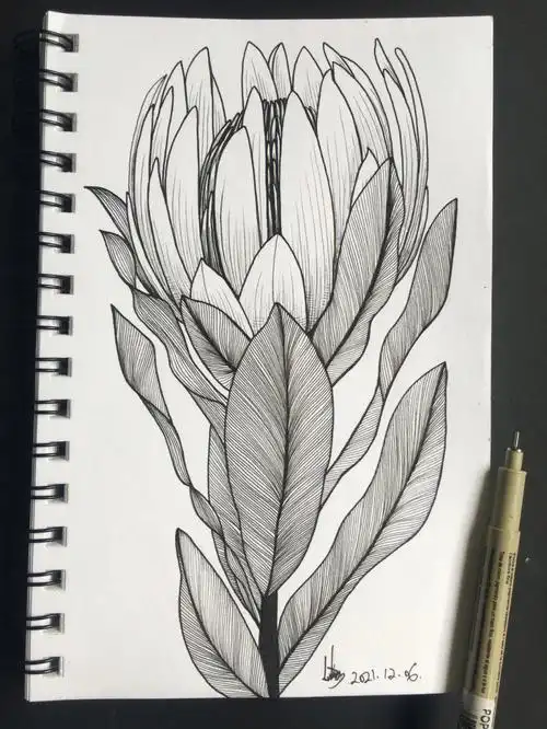 控笔练习87帝王花植物线描步骤画