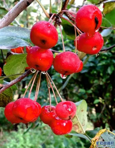 秋天雨后的红红的海棠果