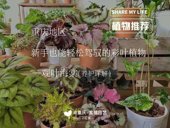 重庆新手也能驾驭的彩叶植物观叶海棠养护