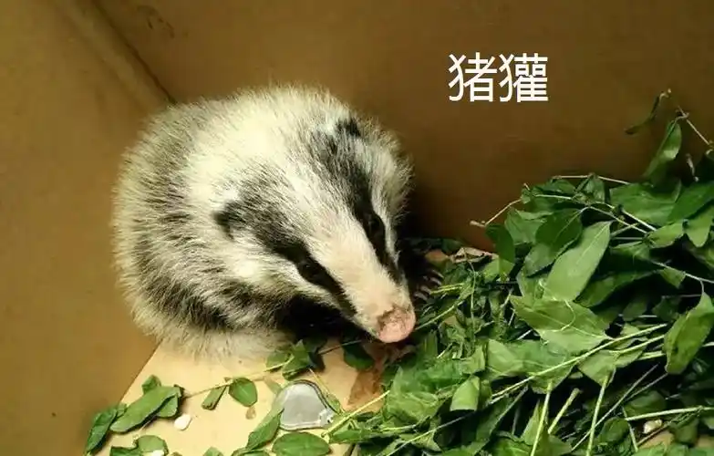 民间俗称白额狸,花脸长猪鼻