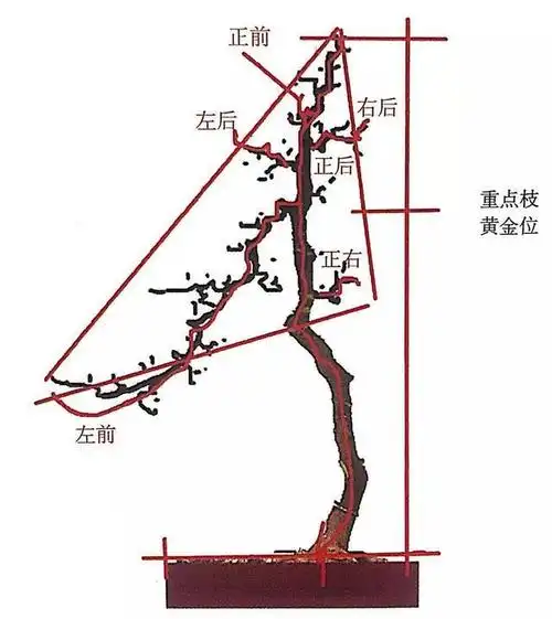 造型盆景先设计再出手,尝试用手绘画出你心中的盆景设计图
