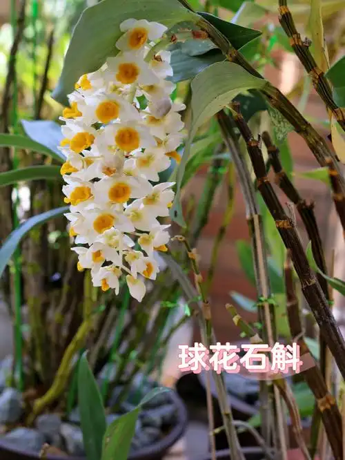 分享最近开花了的石斛,非常解压#石斛兰