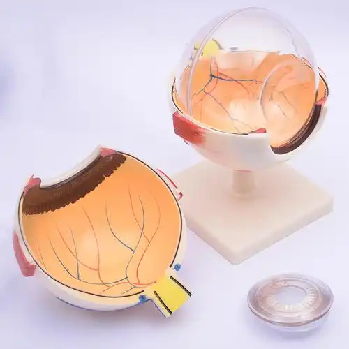眼球模型结构构造生物器材教学医学演示教学仪器教学仪器