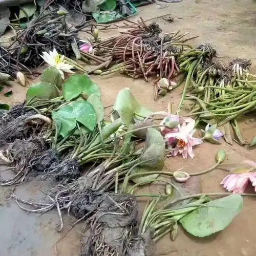 2年批发 睡莲苗 睡莲根块价格 沉水植物 花色多种