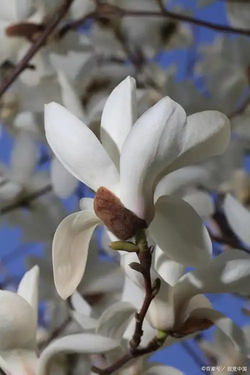 白玉兰盆栽的养殖方法和注意事项