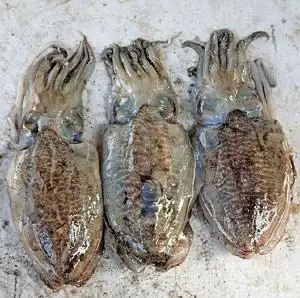 海鲜野生大墨鱼  墨斗鱼新鲜乌贼孕妇食品15元/250克