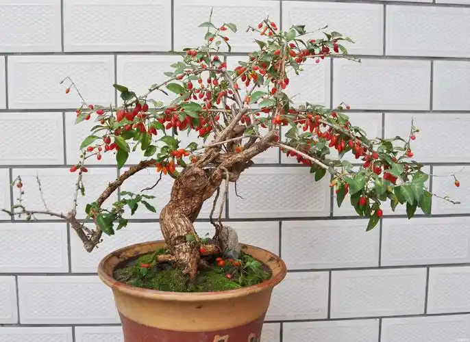 看看我今年培育的两盆盆景