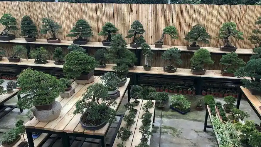 日本进口盆景园,老铁们欣赏一下