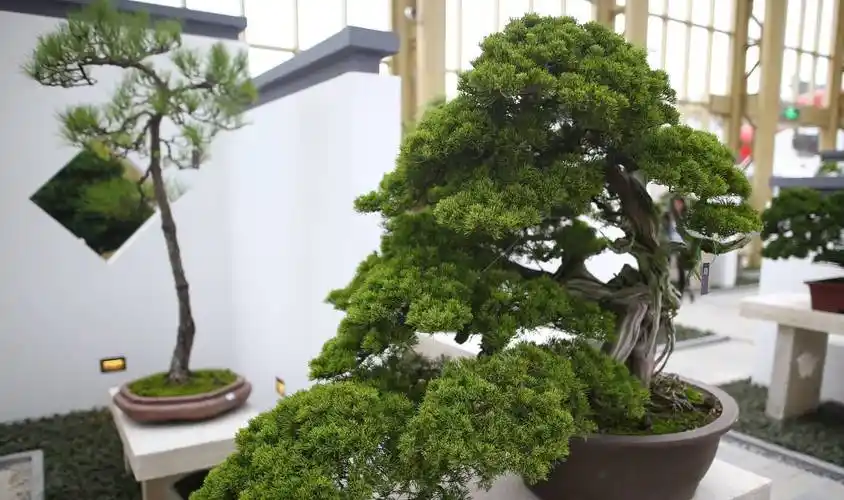 盆栽的艺术:海派盆景集众家之所长,多次参加国际会展,好评一片_上海