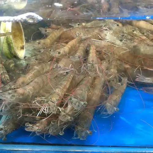 新鲜鲜活基围虾明虾大对虾海虾深海白虾活虾斑节活虾