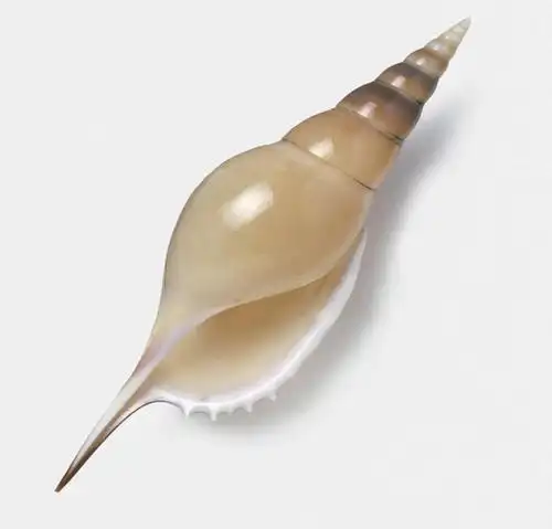 横图,俯视,室内,特写,白天,白色背景,静物,阴影,光线,影子,灯光,海螺