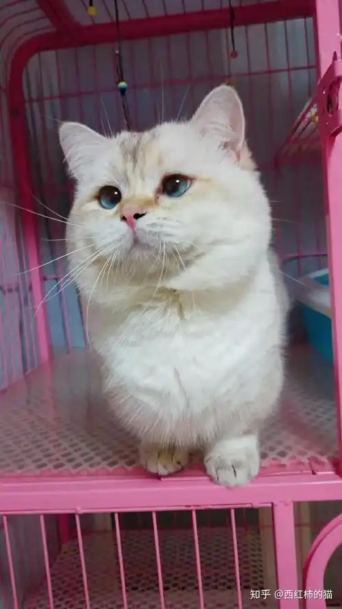 金点渐层是英短渐层系列里的一个颜色,而金点渐层