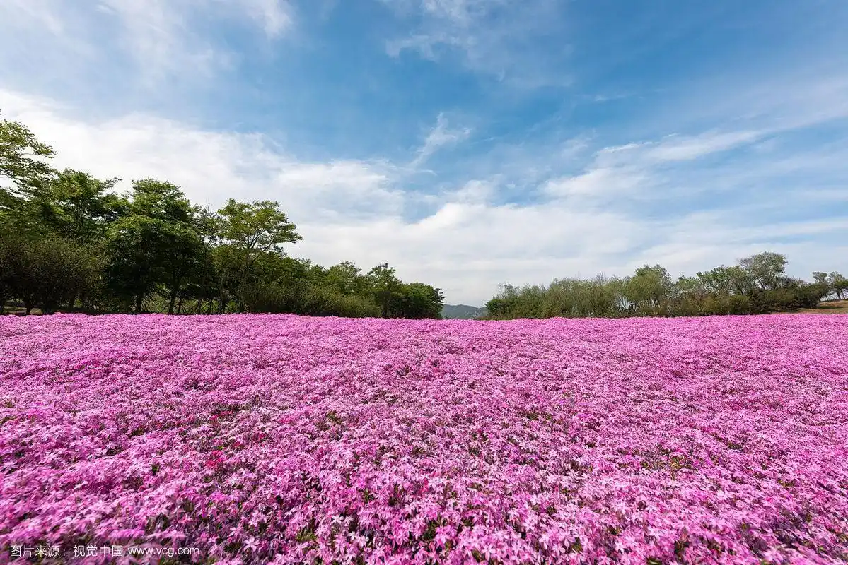 蓝天白云下的满地花