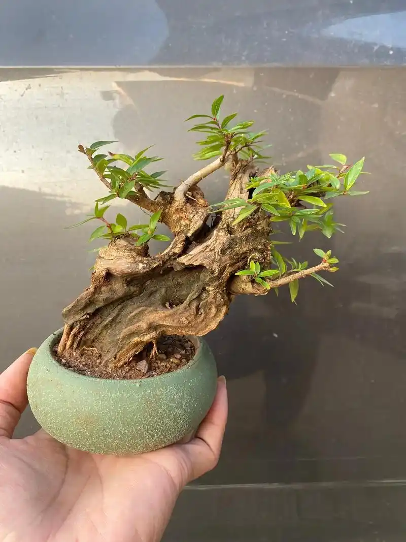 水杨梅很好养护的一种盆景素材 - 抖音