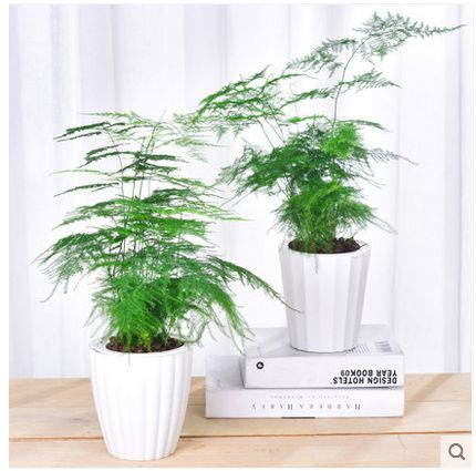 文竹花苗草迷你小盆景花卉矮盆栽微景观客厅水养室内桌面绿植植物