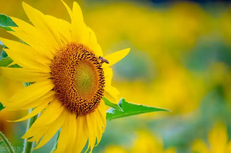 形容绿色的唯美句子简短(温暖阳光唯美句子) - 说说好句子