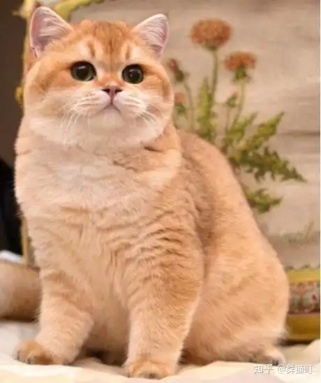 如果有想法繁育紫金,巧克力金渐层的,可以通过巧克力金