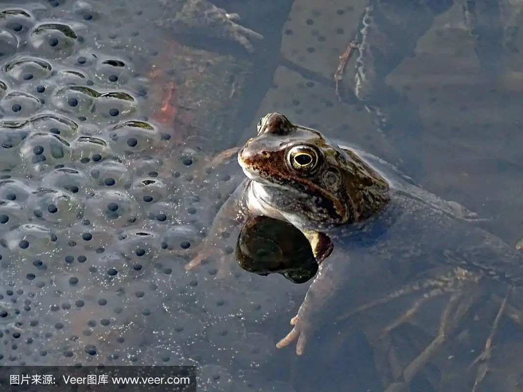 青蛙在水旁边产卵