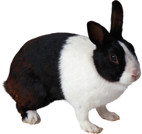 rabbit png image-3777_懒人图库