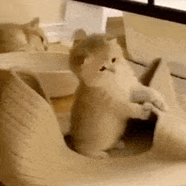 【沙雕表情包】沙雕猫猫表情包