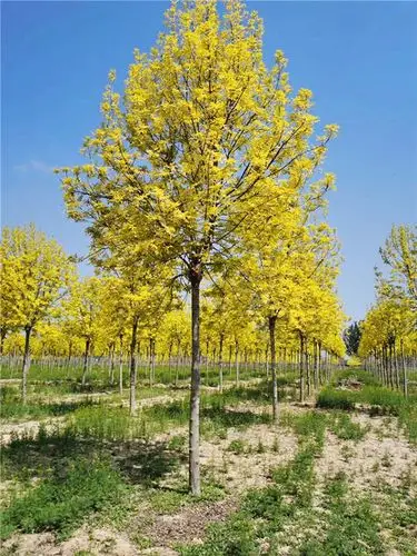 金叶白蜡苗木基地