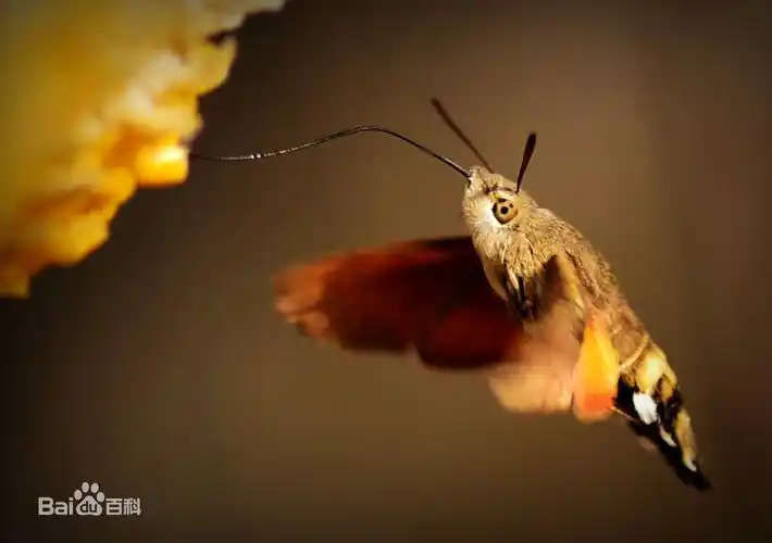 飞蛾吃什么食物的图片