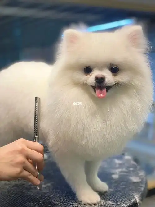 博美造型毛团小朋友