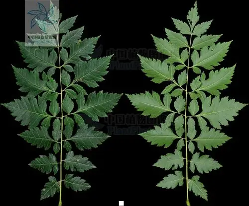 落叶乔木或灌木;树皮厚,灰褐色至灰黑色,老时纵裂;皮孔小,灰至暗揭色