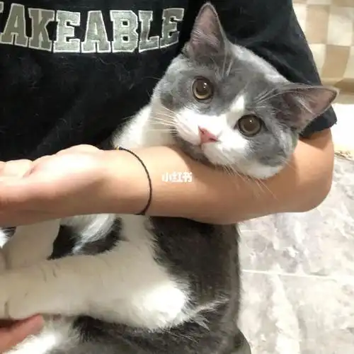 广州白云出家养英短蓝白弟弟