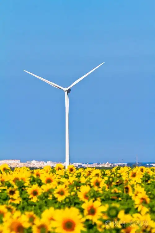 风车和向日葵