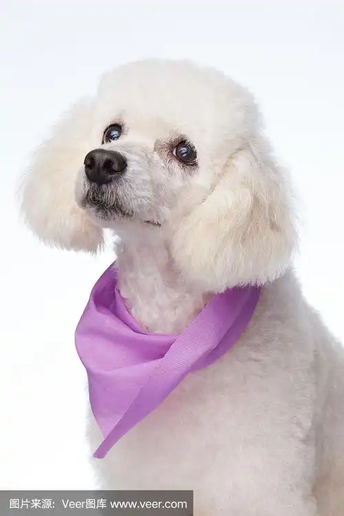 可爱的白色贵宾犬