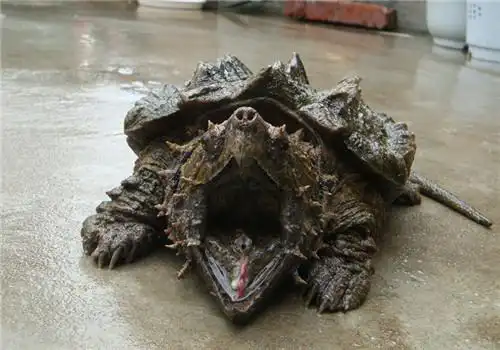 如何让大鳄主动吃食