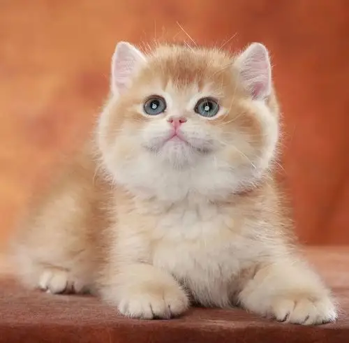 上海金渐层猫舍