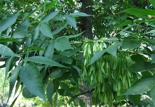 浙江50厘米高速生白蜡树货真价实