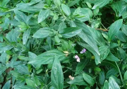 狮子草的功效与作用及副作用