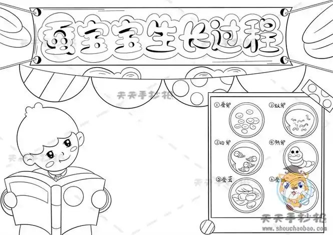 蚕宝宝生长过程手抄报