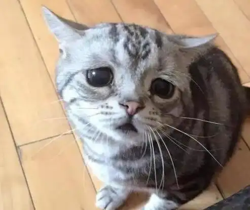 委屈巴巴是什么梗什么意思?猫咪委屈巴巴卖萌表情包(全)