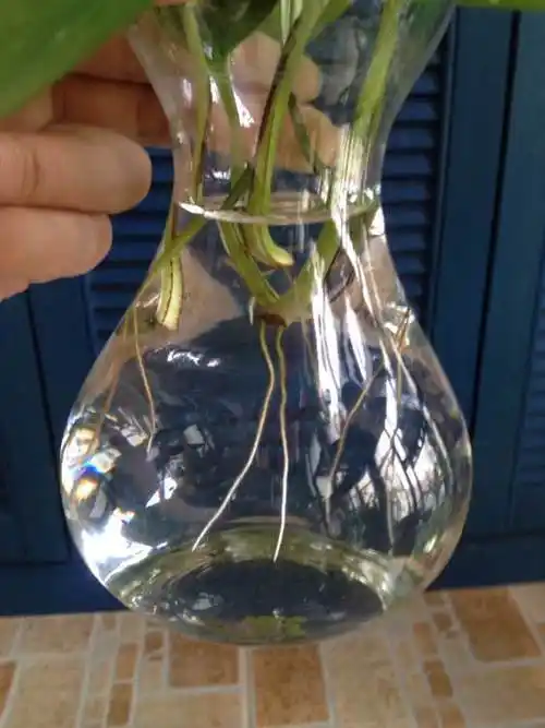 水培绿萝很简单,用矿泉水瓶也行