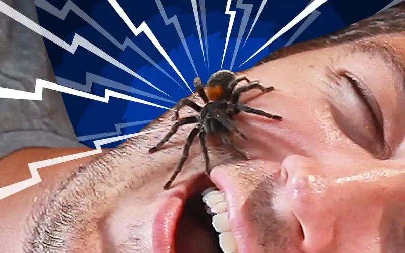 高能~你睡觉的时候真的会吞进去蜘蛛吗?@油兔不二字幕组