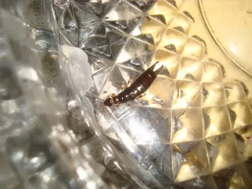 哪位大侠认识这种虫子,求解