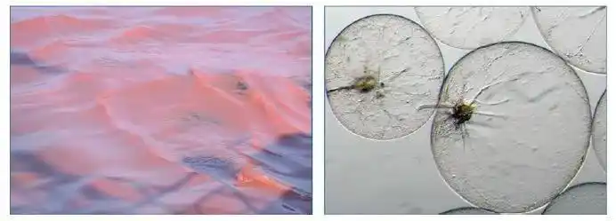 爆发赤潮≠海鲜有毒,福建海鲜表示:这锅我不背!