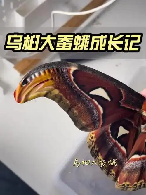 这个白色的毛毛虫变成了神奇的大蛾子!每个天命人都来之不易