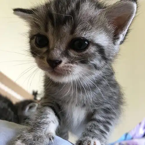 领养】貌美的虎斑小猫求主人～小宝宝是自养狸花闺女和美短爸爸的宝宝