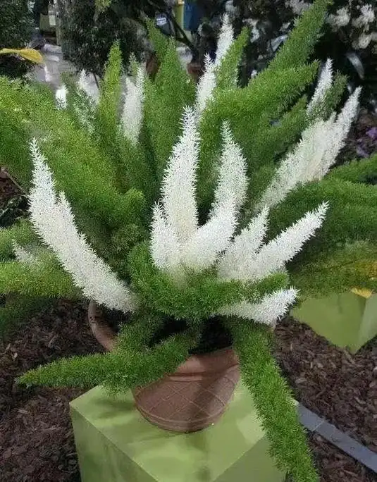 狐狸尾巴,藏不住的.狐尾天门冬,叶型丰满,枝条长短适中,柔软 - 抖音