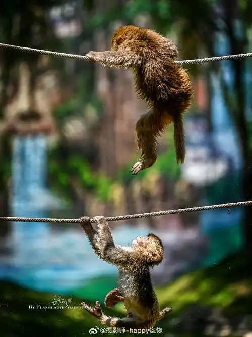 #微博影像年##组图故事##万物有灵#