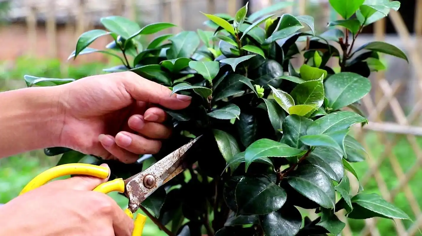 茶花叶片过密,不要单单修剪,要多补1点"它",生长更旺