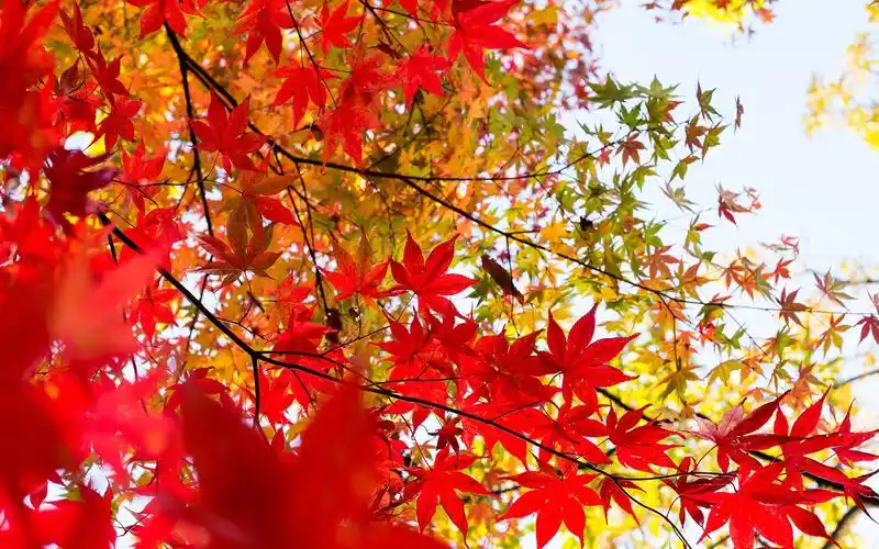 唯美红色枫叶图片桌面壁纸-风景壁纸-壁纸下载-美桌网