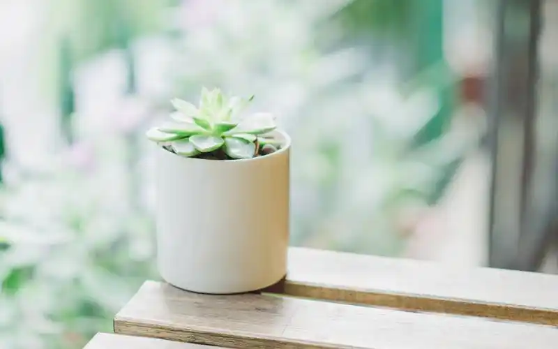 日系小清新唯美静物图片桌面壁纸